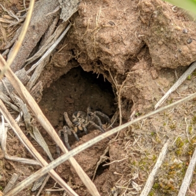 Tasmanicosa sp. (genus) (Unidentified Tasmanicosa wolf spider) at Table Top, NSW - 9 Oct 2020 by ChrisAllen