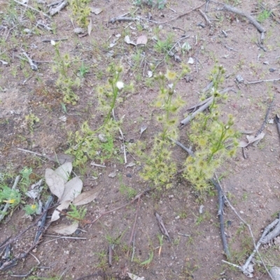 Drosera sp. (A Sundew) at Conder, ACT - 5 Oct 2020 by jamesjonklaas