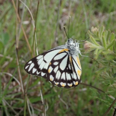 Belenois java (Caper White) at Mount Painter - 9 Oct 2020 by CathB