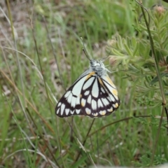 Belenois java at Cook, ACT - 9 Oct 2020