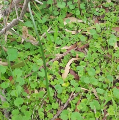 Microtis sp. (Onion Orchid) at Tuggeranong Hill - 5 Oct 2020 by jamesjonklaas