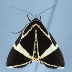 Fodina ostorius (Fodina ostorius) at Lilli Pilli, NSW - 6 Oct 2020 by jb2602