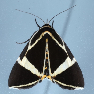 Fodina ostorius (Fodina ostorius) at Lilli Pilli, NSW - 6 Oct 2020 by jb2602