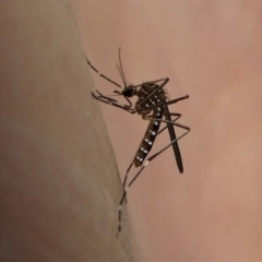 Aedes (Rampamyia) notoscriptus (Striped Mosquito) at Kambah, ACT - 10 Oct 2020 by HarveyPerkins