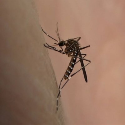 Aedes (Rampamyia) notoscriptus (Striped Mosquito) at Kambah, ACT - 10 Oct 2020 by HarveyPerkins