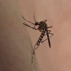 Aedes (Rampamyia) notoscriptus at Kambah, ACT - 10 Oct 2020 05:02 PM