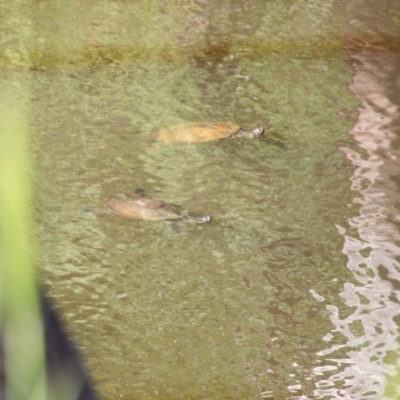 Emydura macquarii (Macquarie Turtle) at Springdale Heights, NSW - 9 Oct 2020 by PaulF