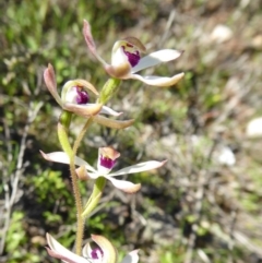 Caladenia cucullata (Lemon Caps) at Rugosa - 10 Oct 2020 by SenexRugosus