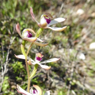 Caladenia cucullata (Lemon Caps) at Yass River, NSW - 10 Oct 2020 by SenexRugosus