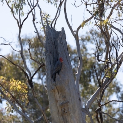 Callocephalon fimbriatum (Gang-gang Cockatoo) at Ainslie, ACT - 10 Oct 2020 by KarinNeufeld