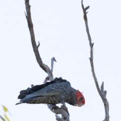 Callocephalon fimbriatum (Gang-gang Cockatoo) at Ainslie, ACT - 9 Oct 2020 by KarinNeufeld