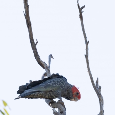 Callocephalon fimbriatum (Gang-gang Cockatoo) at Ainslie, ACT - 10 Oct 2020 by KarinNeufeld
