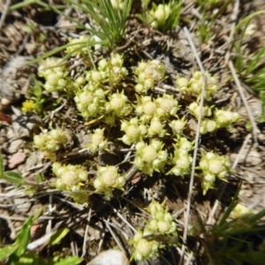 Siloxerus multiflorus at Yass River, NSW - 10 Oct 2020