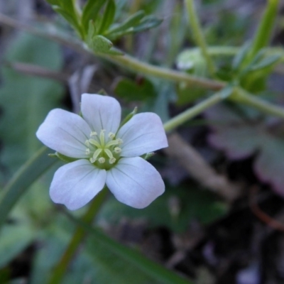 Geranium solanderi (Native Geranium) at Rugosa - 10 Oct 2020 by SenexRugosus