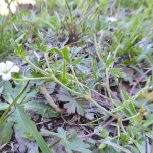 Geranium solanderi at Yass River, NSW - 10 Oct 2020