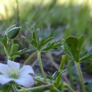 Geranium solanderi at Yass River, NSW - 10 Oct 2020