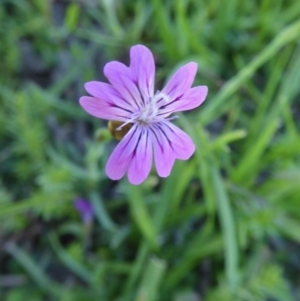 Petrorhagia nanteuilii at Yass River, NSW - 10 Oct 2020