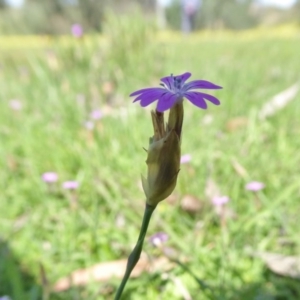 Petrorhagia nanteuilii at Yass River, NSW - 10 Oct 2020