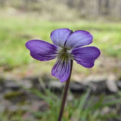 Viola betonicifolia (Mountain Violet) at Rugosa - 10 Oct 2020 by SenexRugosus