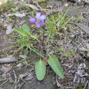 Viola betonicifolia at Yass River, NSW - 10 Oct 2020