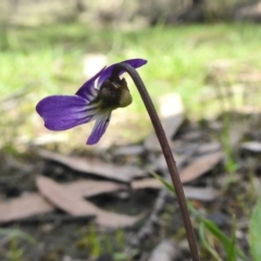 Viola betonicifolia at Yass River, NSW - 10 Oct 2020