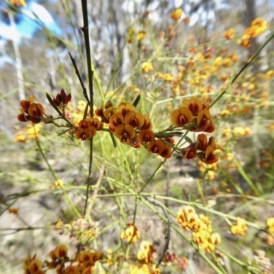 Daviesia leptophylla (Slender Bitter Pea) at Rugosa - 10 Oct 2020 by SenexRugosus