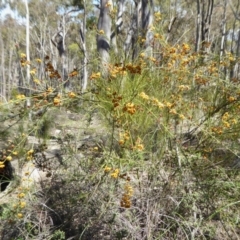 Daviesia leptophylla at Yass River, NSW - 10 Oct 2020