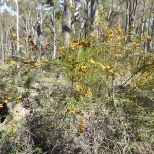 Daviesia leptophylla at Yass River, NSW - 10 Oct 2020