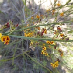 Daviesia leptophylla at Yass River, NSW - 10 Oct 2020