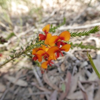Dillwynia phylicoides (A Parrot-pea) at Rugosa - 10 Oct 2020 by SenexRugosus