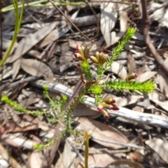 Dillwynia phylicoides at Yass River, NSW - 10 Oct 2020