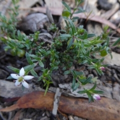 Rhytidosporum procumbens (White Marianth) at Rugosa - 10 Oct 2020 by SenexRugosus