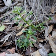 Poranthera microphylla (Small Poranthera) at Rugosa - 10 Oct 2020 by SenexRugosus