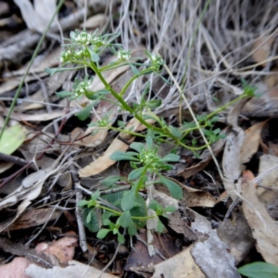 Poranthera microphylla (Small Poranthera) at Rugosa - 10 Oct 2020 by SenexRugosus