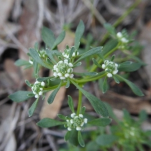 Poranthera microphylla at Yass River, NSW - 10 Oct 2020