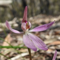 Caladenia fuscata (Dusky Fingers) at Rugosa - 10 Oct 2020 by SenexRugosus