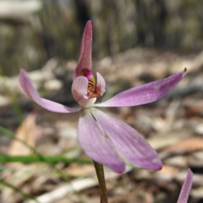 Caladenia fuscata (Dusky Fingers) at Rugosa - 10 Oct 2020 by SenexRugosus