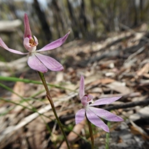 Caladenia fuscata at Yass River, NSW - 10 Oct 2020