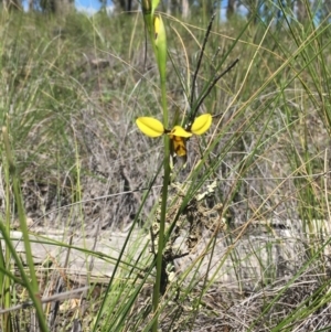 Diuris sulphurea at Downer, ACT - suppressed