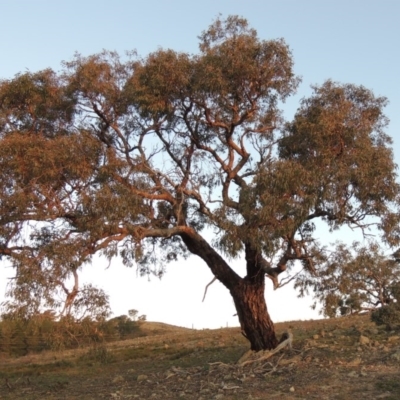 Eucalyptus bridgesiana (Apple Box) at Chisholm, ACT - 30 May 2020 by MichaelBedingfield