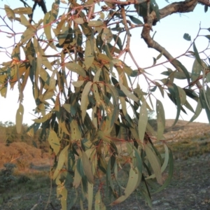 Eucalyptus bridgesiana at Melrose - 30 May 2020 07:02 PM