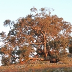 Eucalyptus bridgesiana (Apple Box) at Chisholm, ACT - 30 May 2020 by MichaelBedingfield