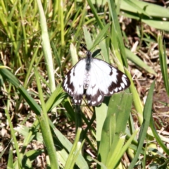 Belenois java (Caper White) at Murrumbateman, NSW - 9 Oct 2020 by davobj