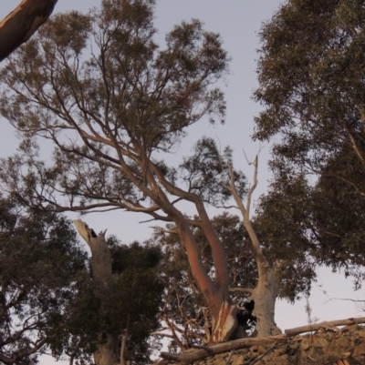 Eucalyptus rossii (Inland Scribbly Gum) at Chisholm, ACT - 30 May 2020 by MichaelBedingfield