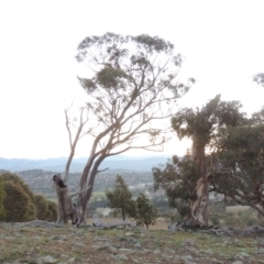 Eucalyptus rossii at Melrose - 30 May 2020 07:14 PM