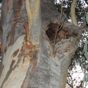 Eucalyptus rossii at Melrose - 30 May 2020 07:14 PM