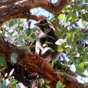 Gymnorhina tibicen at Deakin, ACT - 6 Oct 2020