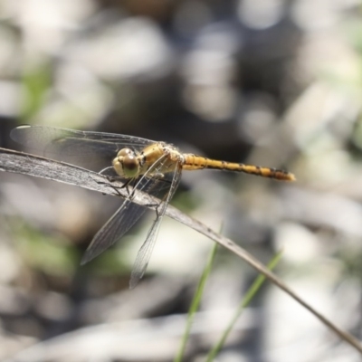 Diplacodes bipunctata (Wandering Percher) at Holt, ACT - 9 Oct 2020 by AlisonMilton