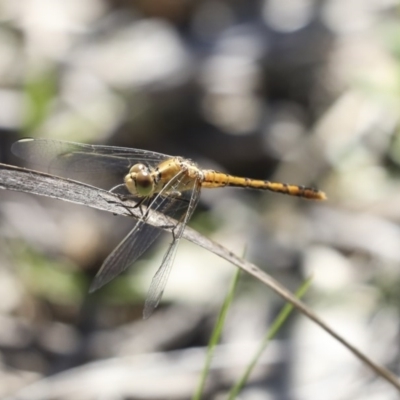 Diplacodes bipunctata (Wandering Percher) at Holt, ACT - 10 Oct 2020 by AlisonMilton