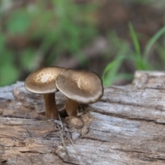 Lentinus arcularius (Fringed Polypore) at Deakin, ACT - 9 Oct 2020 by LisaH